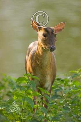 Muntjac Deer